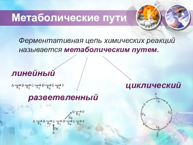 Метаболические пути Ферментативная цепь химических реакций называется метаболическим путем. линейный циклический разветвленный