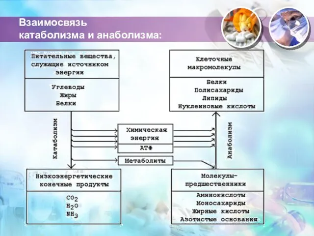 Взаимосвязь катаболизма и анаболизма: