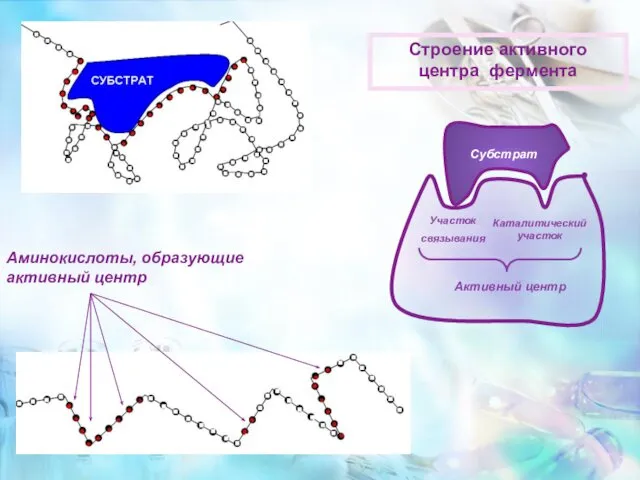 Аминокислоты, образующие активный центр Участок связывания Каталитический участок Активный центр Строение активного центра фермента