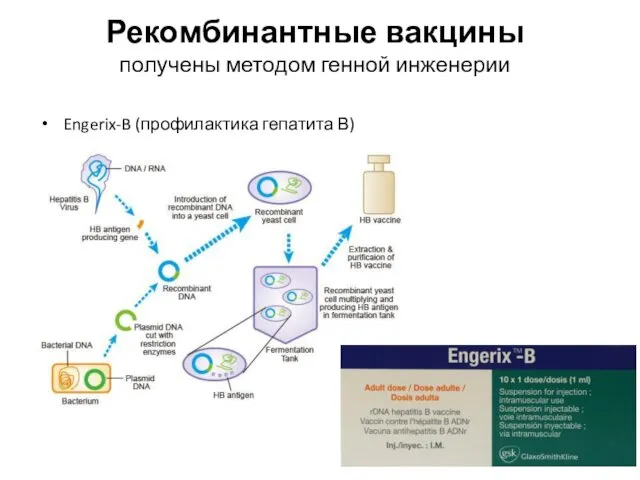 Рекомбинантные вакцины получены методом генной инженерии Engerix-B (профилактика гепатита В)