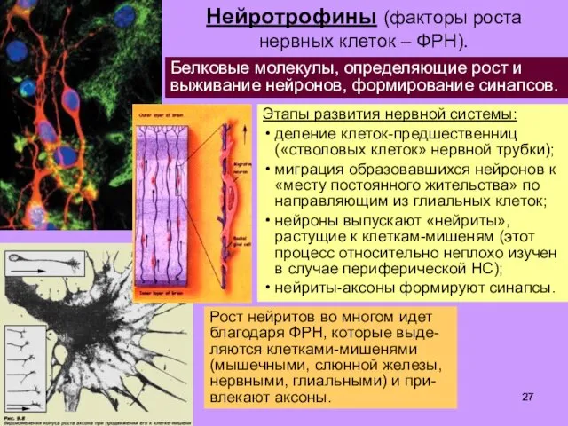 Нейротрофины (факторы роста нервных клеток – ФРН). Белковые молекулы, определяющие рост