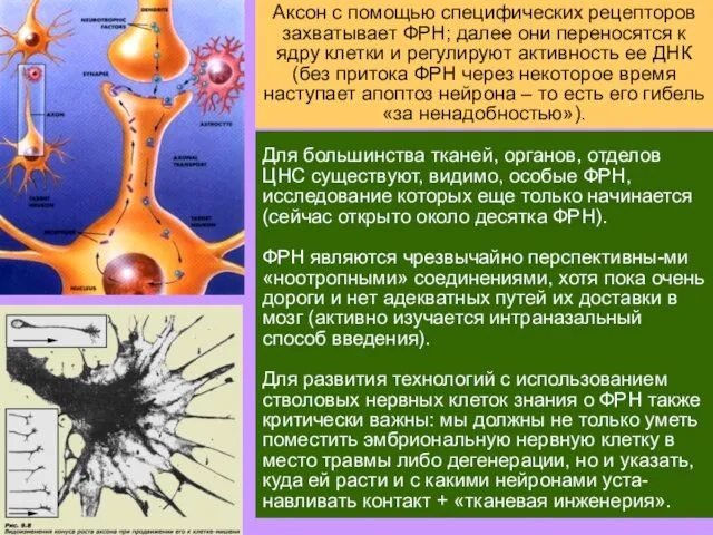 Этапы развития нервной системы: деление клеток-предшественниц («стволовых клеток» нервной трубки); миграция