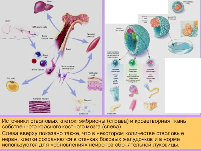 Источники стволовых клеток: эмбрионы (справа) и кроветворная ткань собственного красного костного
