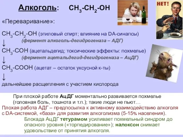 Алкоголь: СН3-СН2-ОН «Переваривание»: СН3-СН2-ОН (этиловый спирт; влияние на DA-синапсы) ↓ (фермент