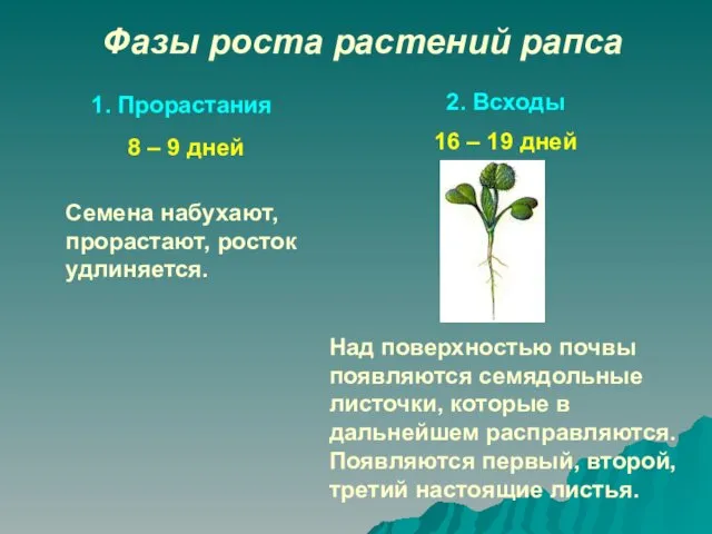 Фазы роста растений рапса 1. Прорастания 2. Всходы Семена набухают, прорастают,