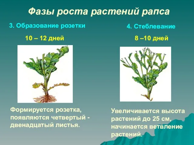 Фазы роста растений рапса 3. Образование розетки 4. Стеблевание Формируется розетка,