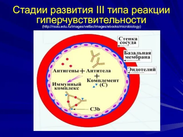Стадии развития III типа реакции гиперчувствительности (http://nsau.edu.ru/images/vetfac/images/ebooks/microbiology)