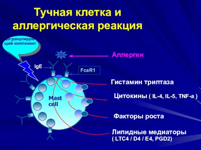 Mast cell IgE FceR1 Аллерген Гистамин триптаза Цитокины ( IL-4, IL-5,
