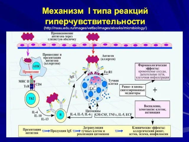 Механизм I типа реакций гиперчувствительности (http://nsau.edu.ru/images/vetfac/images/ebooks/microbiology/)