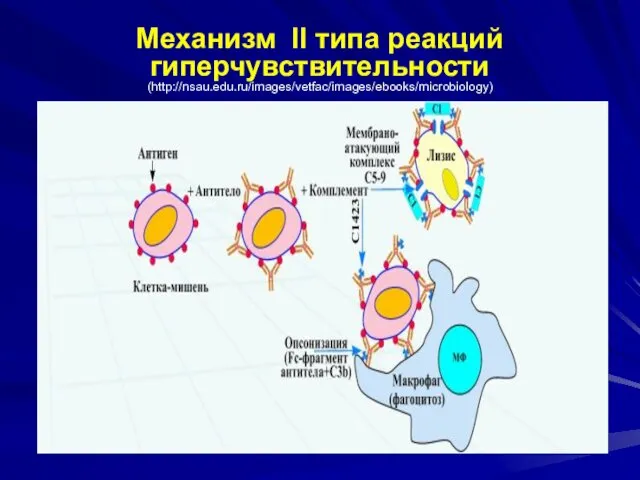 Механизм II типа реакций гиперчувствительности (http://nsau.edu.ru/images/vetfac/images/ebooks/microbiology)