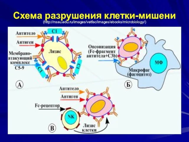Схема разрушения клетки-мишени (http://nsau.edu.ru/images/vetfac/images/ebooks/microbiology/)