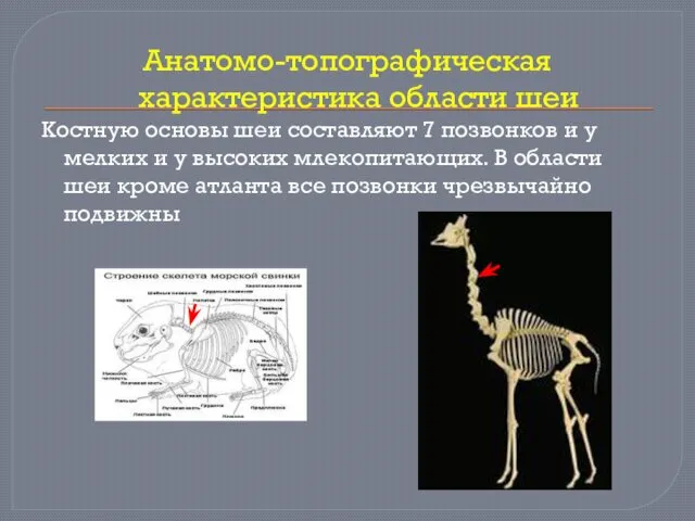 Анатомо-топографическая характеристика области шеи Костную основы шеи составляют 7 позвонков и