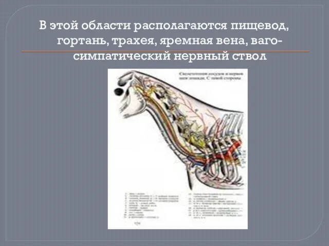 В этой области располагаются пищевод, гортань, трахея, яремная вена, ваго-симпатический нервный ствол