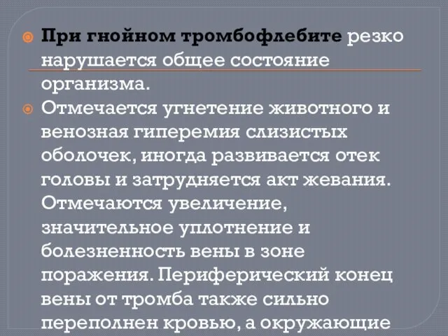 При гнойном тромбофлебите резко нарушается общее состояние организма. Отмечается угнетение животного