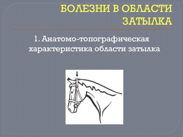 БОЛЕЗНИ В ОБЛАСТИ ЗАТЫЛКА 1. Анатомо-топографическая характеристика области затылка