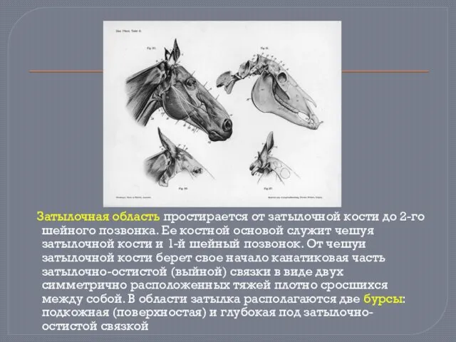 Затылочная область простирается от затылочной кости до 2-го шейного позвонка. Ее