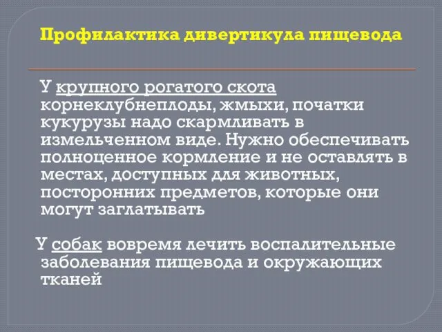 Профилактика дивертикула пищевода У крупного рогатого скота корнеклубнеплоды, жмыхи, початки кукурузы