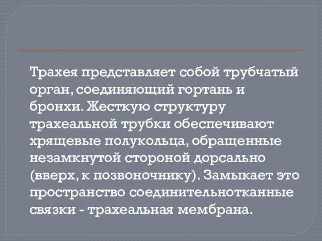 Трахея представляет собой трубчатый орган, соединяющий гортань и бронхи. Жесткую структуру