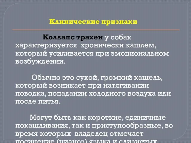 Клинические признаки Коллапс трахеи у собак характеризуется хронически кашлем, который усиливается