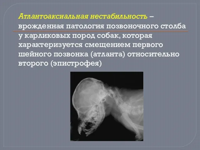 Атлантоаксиальная нестабильность – врожденная патология позвоночного столба у карликовых пород собак,