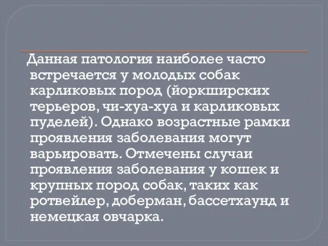 Данная патология наиболее часто встречается у молодых собак карликовых пород (йоркширских