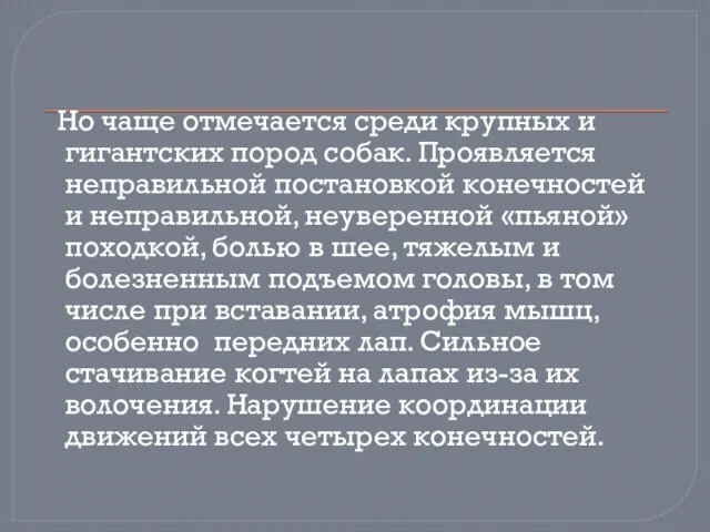 Но чаще отмечается среди крупных и гигантских пород собак. Проявляется неправильной