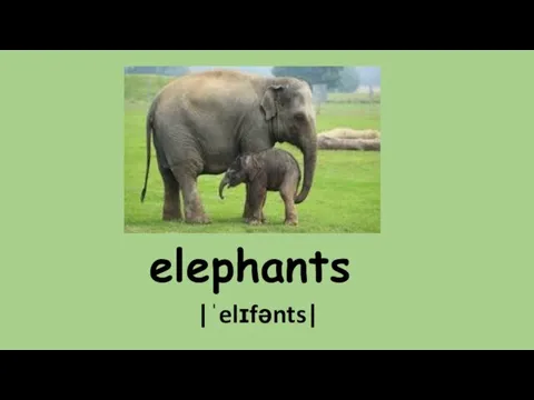 elephants |ˈelɪfənts|