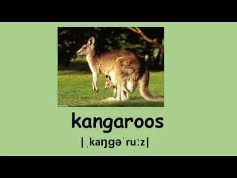 kangaroos |ˌkaŋɡəˈruːz|