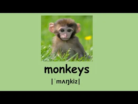 monkeys |ˈmʌŋkiz|