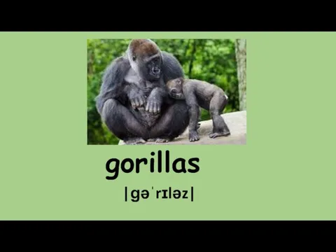 gorillas |ɡəˈrɪləz|