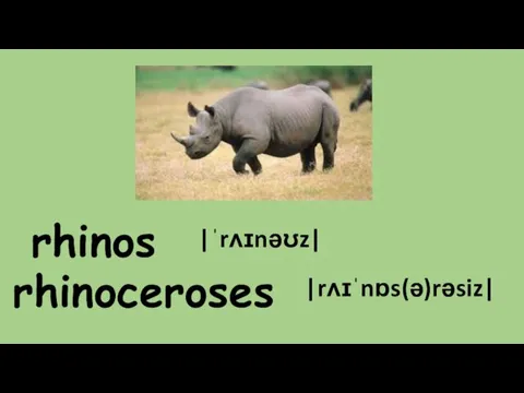rhinoceroses rhinos |ˈrʌɪnəʊz| |rʌɪˈnɒs(ə)rəsiz|