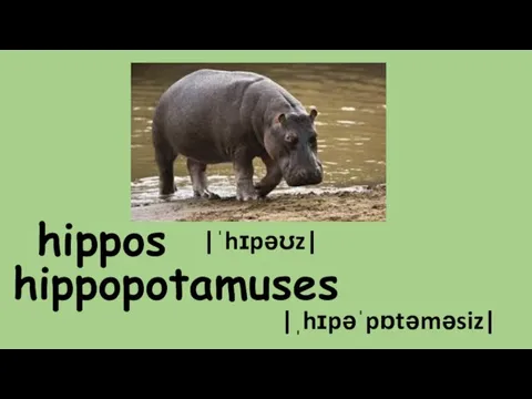 hippos |ˈhɪpəʊz| hippopotamuses |ˌhɪpəˈpɒtəməsiz|