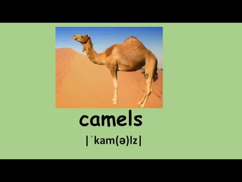 camels |ˈkam(ə)lz|
