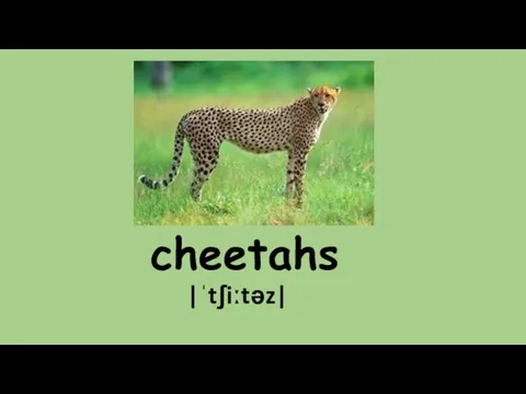 cheetahs |ˈtʃiːtəz|