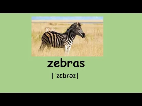 zebras |ˈzɛbrəz|