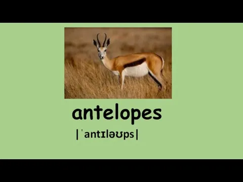 antelopes |ˈantɪləʊps|