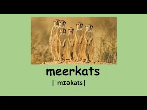 meerkats |ˈmɪəkats|