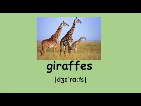 giraffes |dʒɪˈrɑːfs|