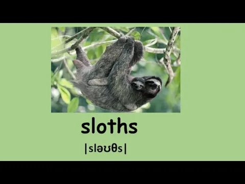 sloths |sləʊθs|