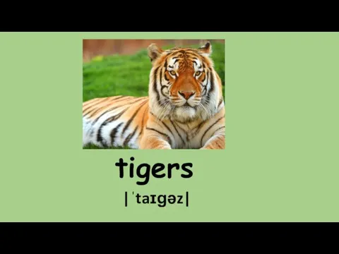 tigers |ˈtaɪɡəz|