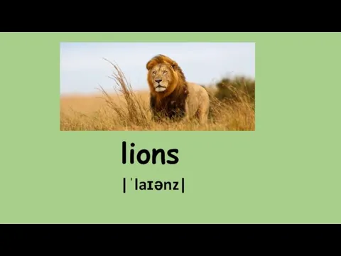 lions |ˈlaɪənz|