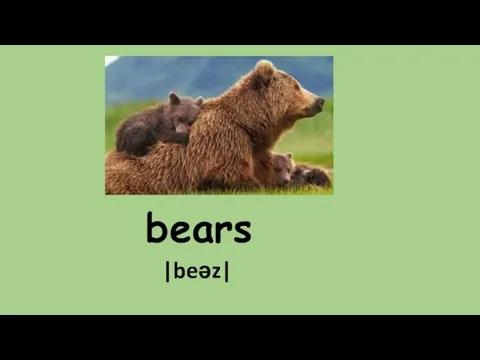 bears |beəz|