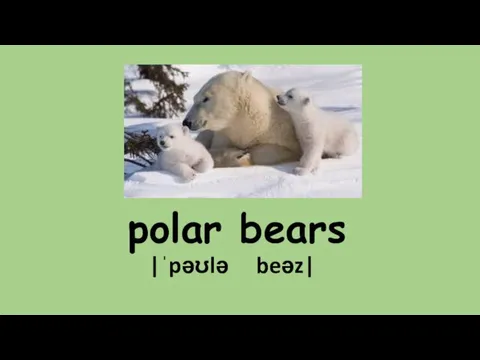 polar bears |ˈpəʊlə beəz|