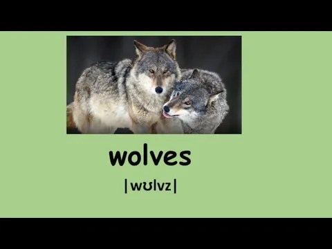 wolves |wʊlvz|