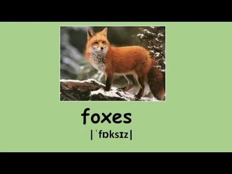foxes |ˈfɒksɪz|