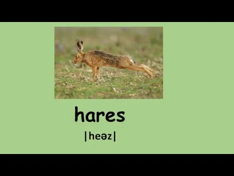 hares |heəz|