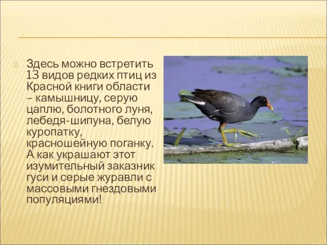 Здесь можно встретить 13 видов редких птиц из Красной книги области
