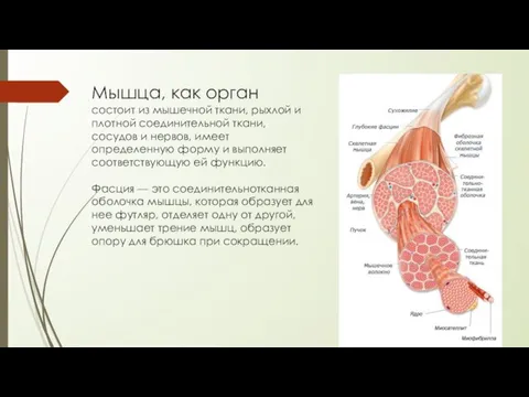 Мышца, как орган состоит из мышечной ткани, рыхлой и плотной соединительной