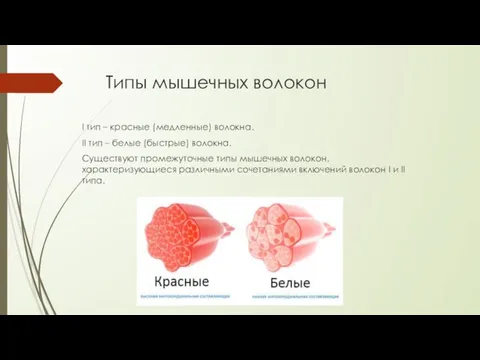 Типы мышечных волокон I тип – красные (медленные) волокна. II тип
