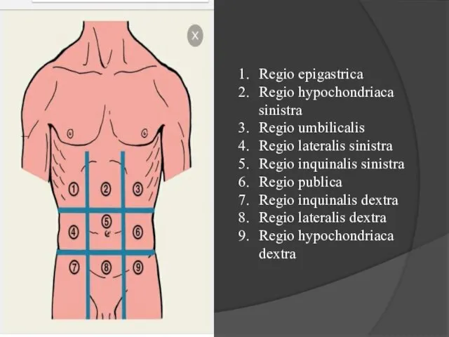 Regio epigastrica Regio hypochondriaca sinistra Regio umbilicalis Regio lateralis sinistra Regio